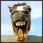 cavalo sorrindo