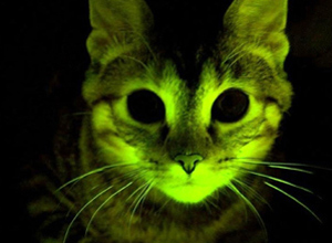 gato brilha no escuro Notícias bizarras: cientistas criam gato 
que

brilha no escuro!