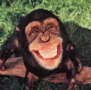 macaco-rindo